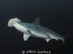 hammerhead shark by Afflitti Gianluca 